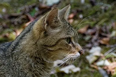Wildkatze