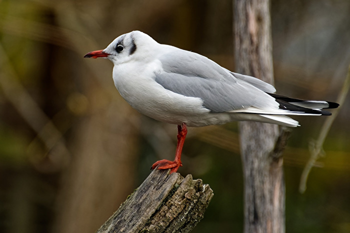 Möwe