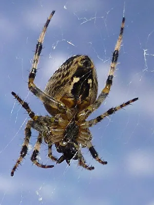 Spinne