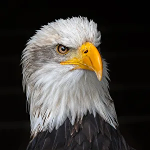 Profilfoto
