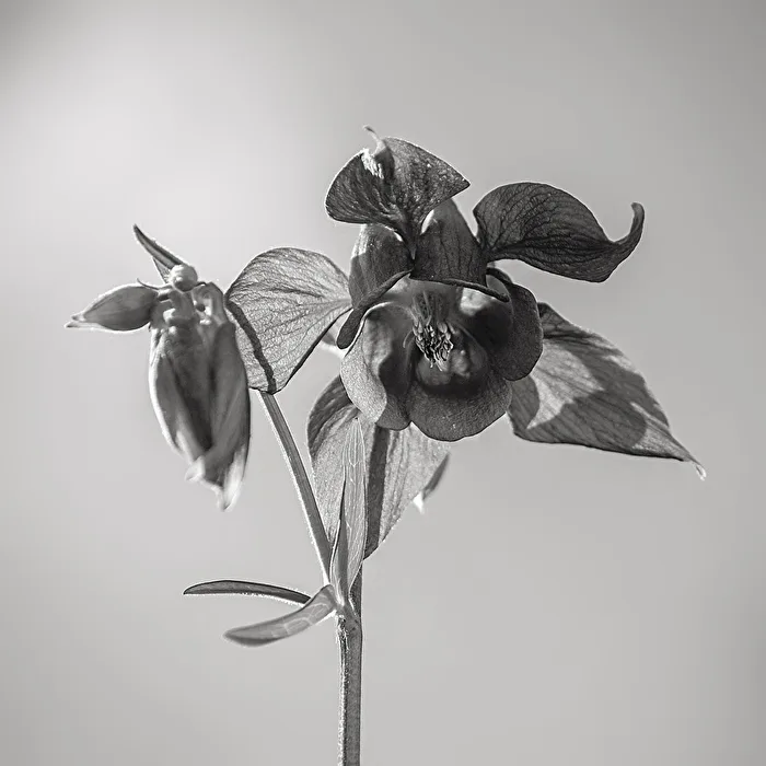 Columbine...