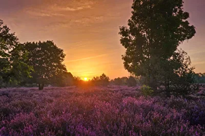 Sonnenaufgang in der Heide