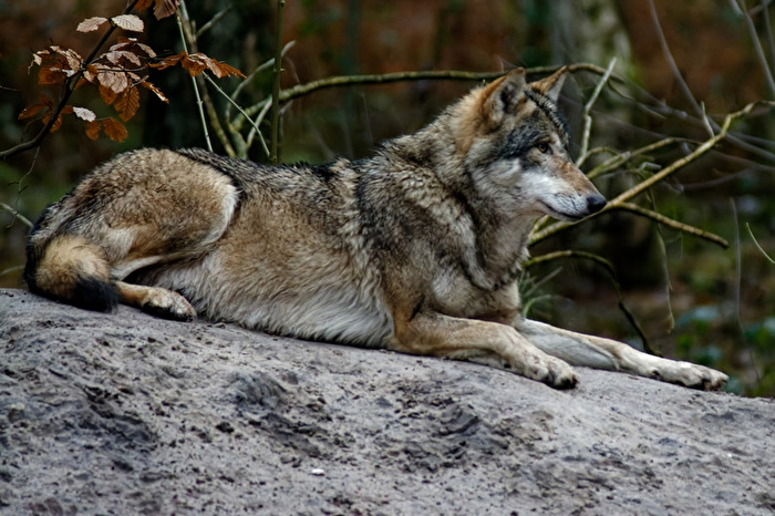 Europäischer Wolf