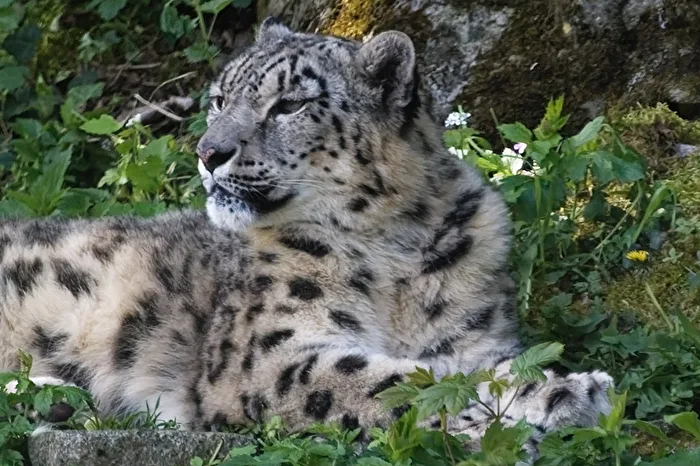 Snow Leopard