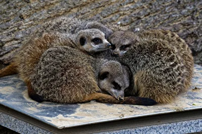 Erdmännchen