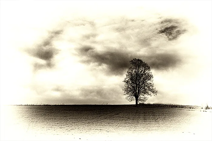 ein Baum