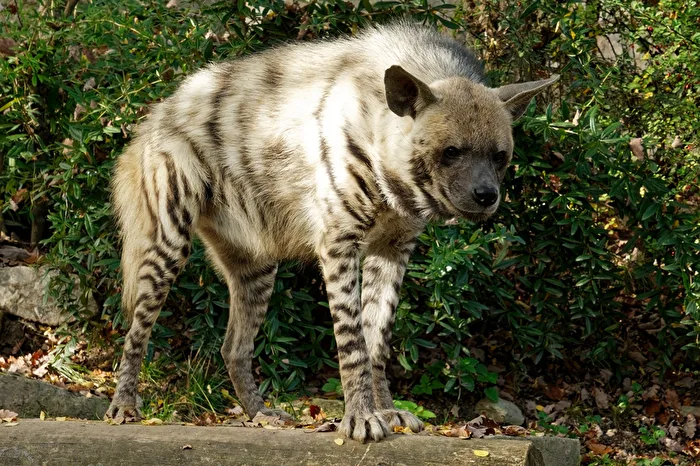 Hyena