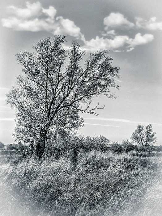 The Tree