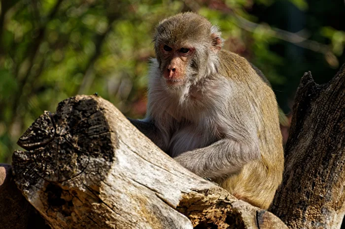Rhesus monkey