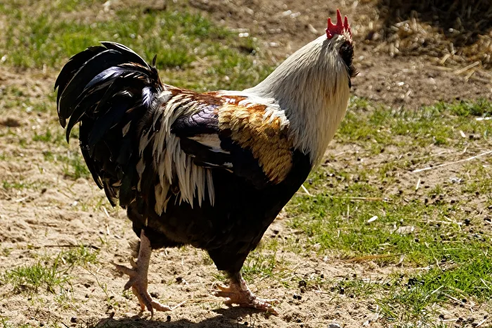 Rooster