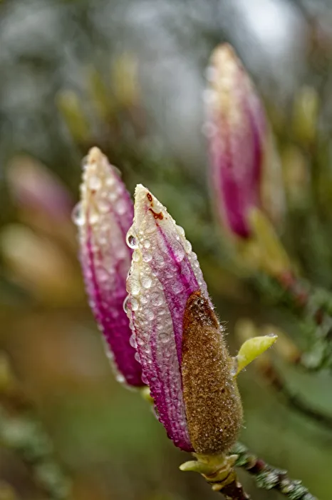 Magnolienblüte
