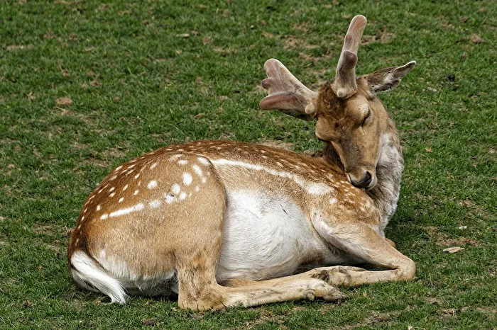 Mesopotamischer Damhirsch