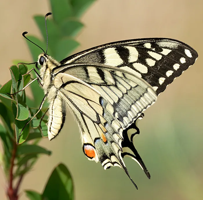 Swallowtail
