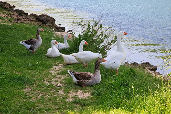 The Croatian Goose Walk
