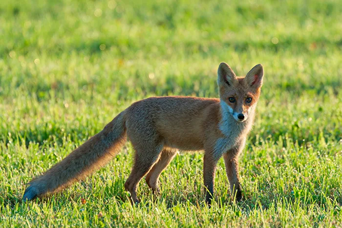 The young fox