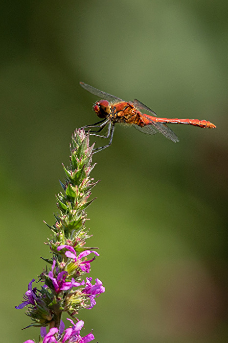 Gemeine Heidelibelle