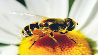 Fluginsekt auf weißer Blüte