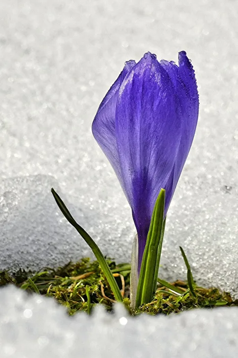 Harbingers of Spring