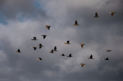 Flug der Kormorane