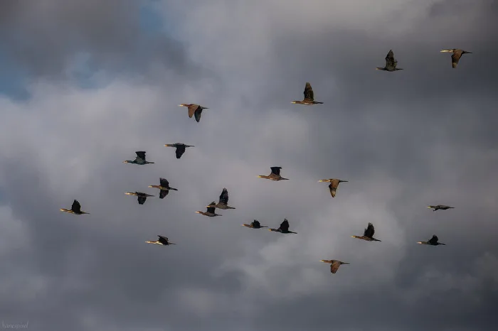 Vol du cormoran