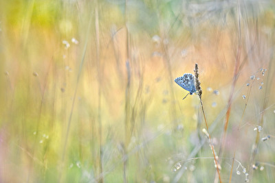" Alleine ",