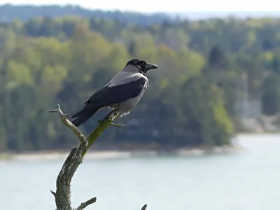 Vogel IV