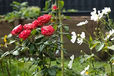 Blüten im Herbst