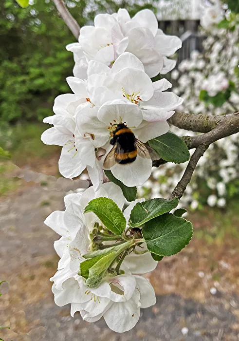 Frühling / Baumblüten mit Hummel