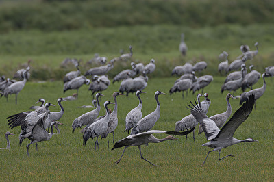 Kraniche starten . . . .