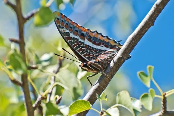 Strawberry Tree Butterfly