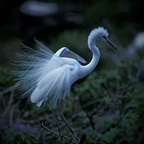 Wildlife