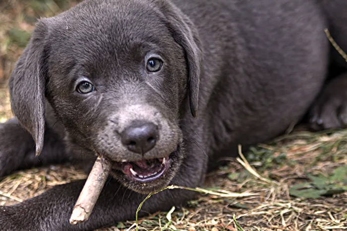 Lia