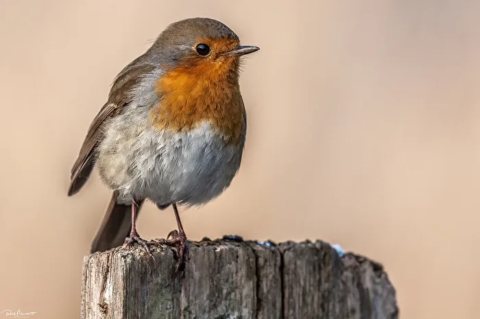 Robin...