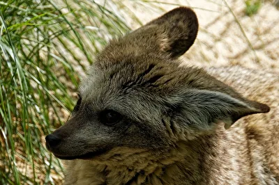 Löffelhund