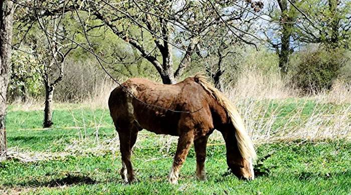 peacefully grazing