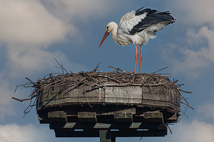 Das Storchenjahr 2023 hat begonnen.