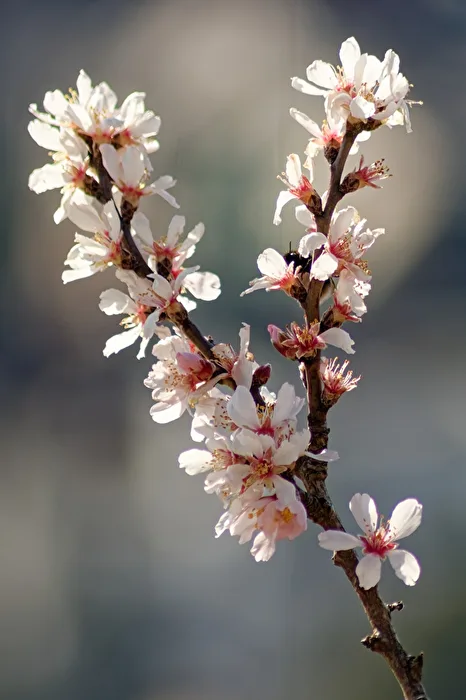 Blüten