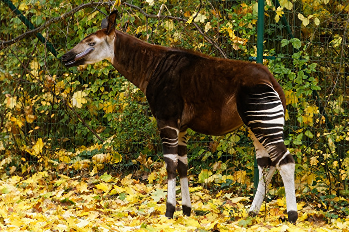 Okapi