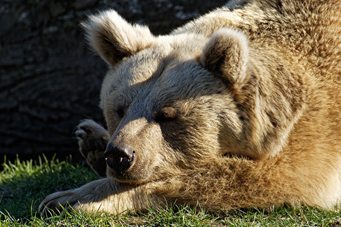 Syrischer Braunbär