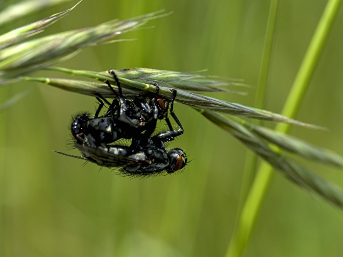 Kamasutra der Fliegen