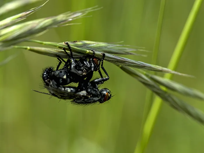 Kamasutra of the Flies