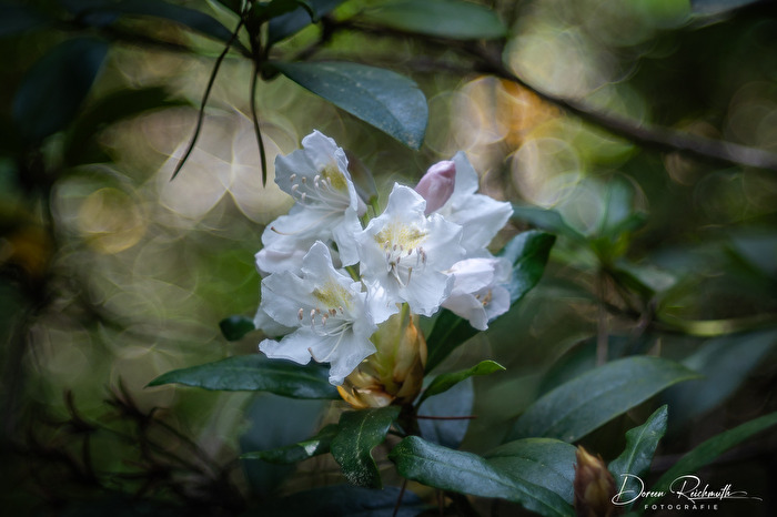 Weißer Rhododendron im Bokehlicht des Waldes