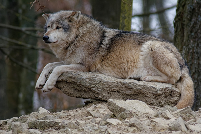 Timberwolf