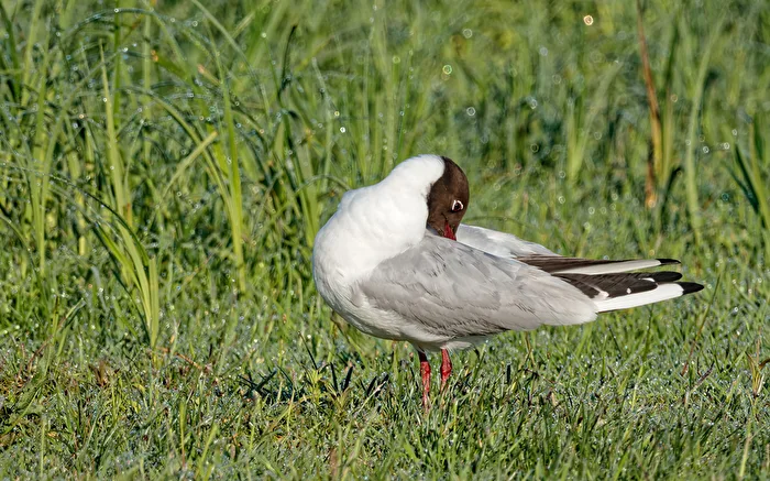 Lachmöwe