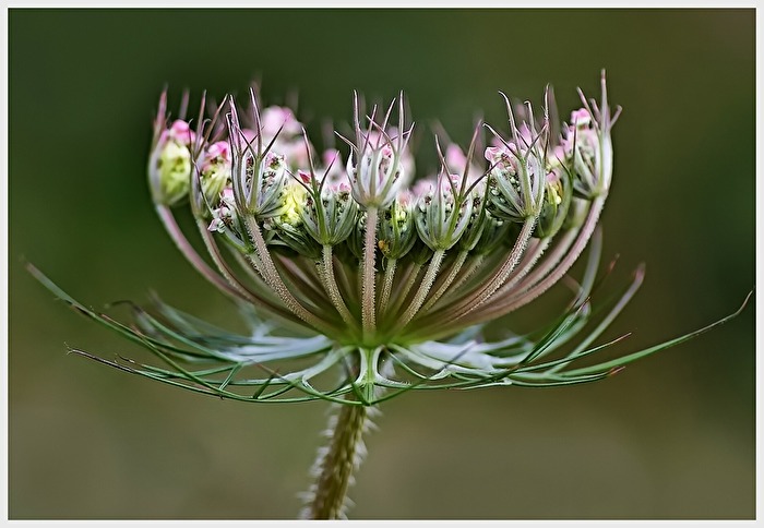 Wiesenschönheit