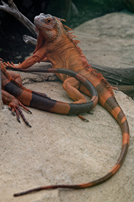 Leguan