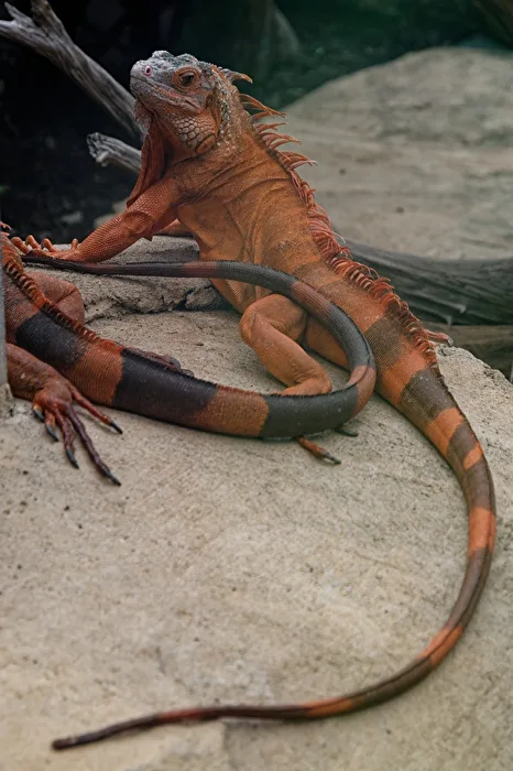 Iguane