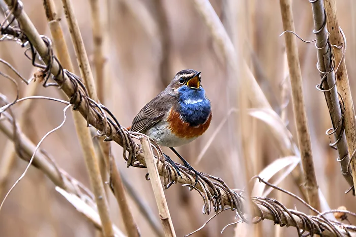 Bluethroat 2