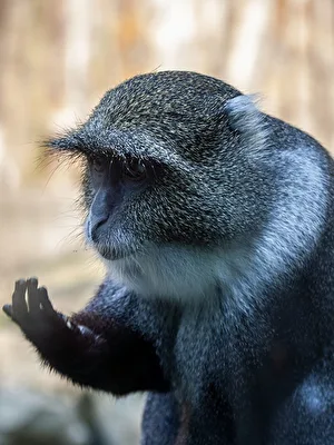Affe