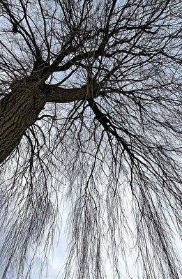 Alt wie ein Baum